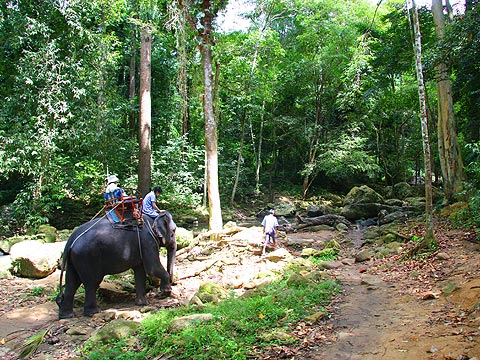 熱帯のジャングルを散策／サムイ アドベンチャー ツアー